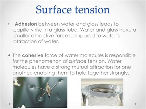 Cohesion And Adhesion Examples