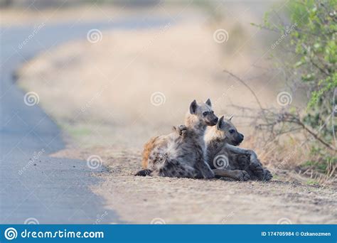 Hyena Pup in the Wilderness Stock Photo - Image of safari, hunting ...