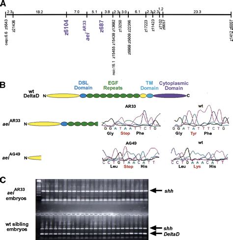 Control of her1 expression during zebrafish somitogenesis by a Delta-dependent oscillator and an ...