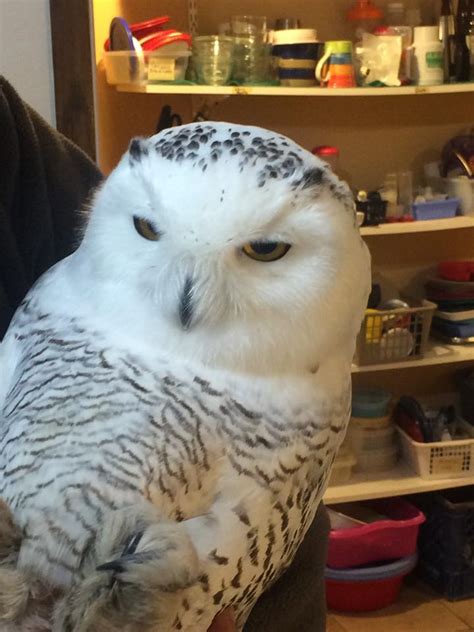 Laura's Birding Blog: Snowy Owl Migration: More complicated than most people realize