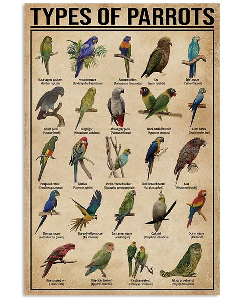 Types Of Parrots Print Canvas Wall Art Poster Anniversary | Etsy