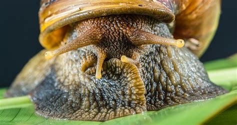 Snail Eyes - A First Real Close Up on That Amazing Wonder