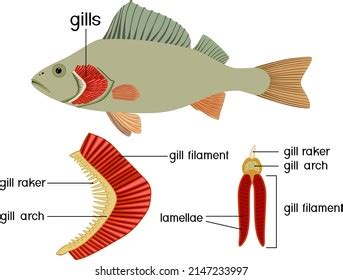 87 Gill Rakers Images, Stock Photos & Vectors | Shutterstock