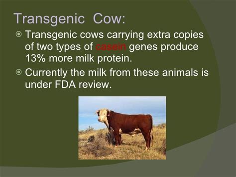 Transgenic animals ppt