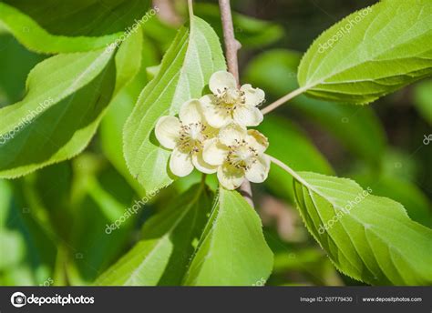 Female Flowers Perennial Vine Actinidia Arguta Hardy Kiwi — Stock Photo © aleoks #207779430