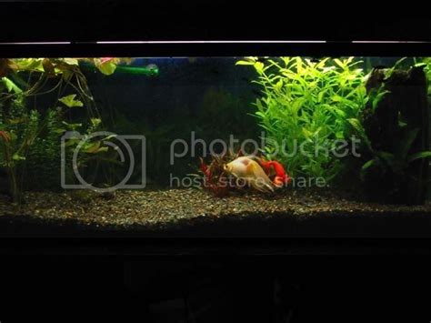 Plants for a Goldfish tank? | The Planted Tank Forum