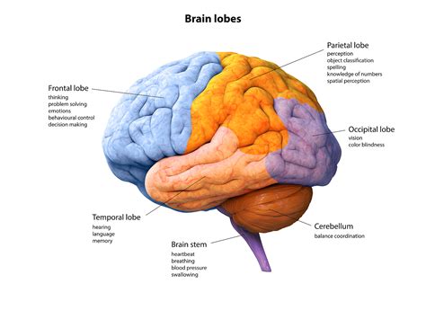 25 Facts about the lobes of the brain | MooMooMath and Science