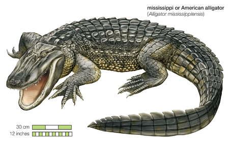 Stock Illustration - American alligator (Alligator mississippiensis)