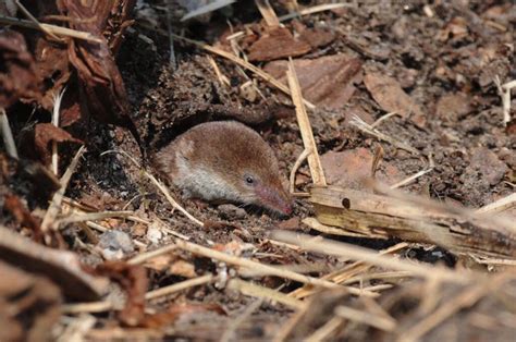 Have You Ever Seen A Vole Or Shrew In London? | Londonist