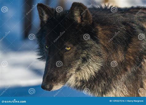 A Black Wolf Close Up Photo Stock Photo - Image of annoyed, lupus: 129327516