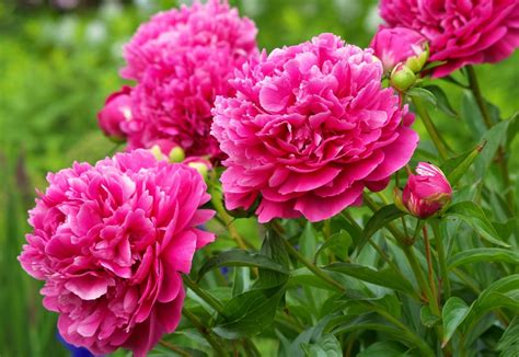 🔥 [40+] Pink Peonies Wallpapers | WallpaperSafari