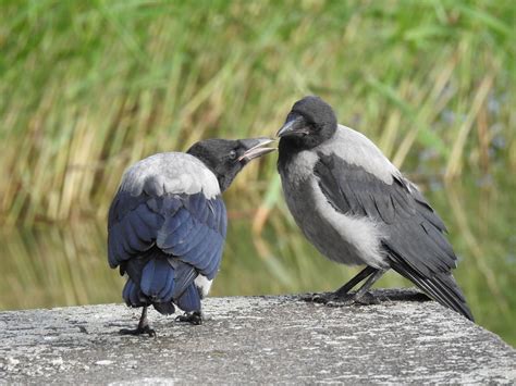 Gambar Burung Gagak Putih - Gambar Burung