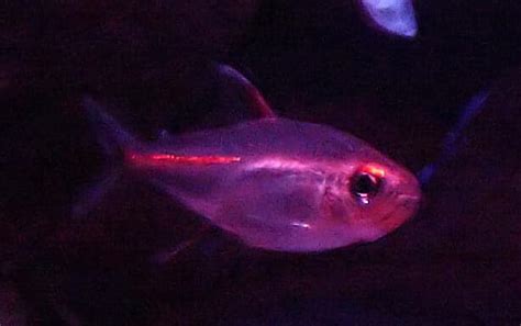 Glowlight Tetra - Learn About Nature