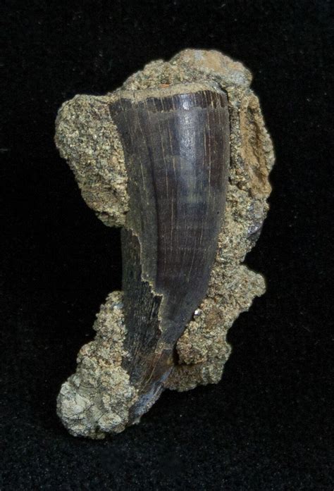 Large Cretaceous Leidyosuchus Tooth In Matrix For Sale (#1364) - FossilEra.com