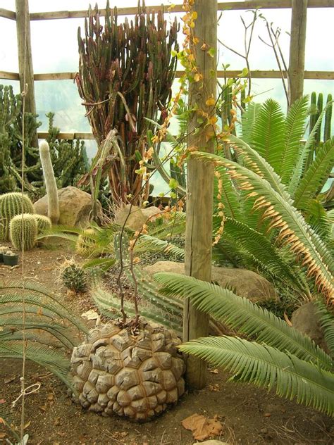 Succulent Xerophytes Examples - Best Succulent Ideas