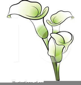 Lily clipart peace lily, Lily peace lily Transparent FREE for download ...