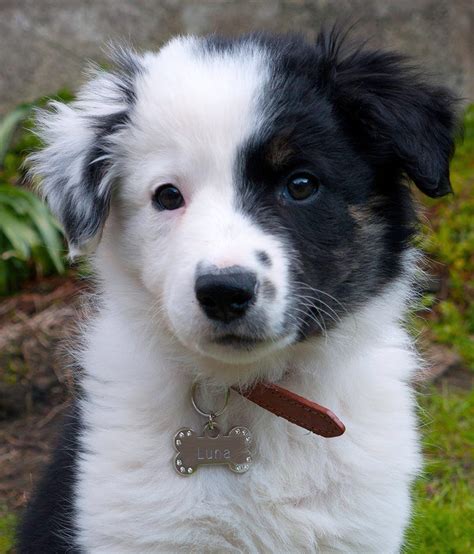 37+ Cute Puppies Border Collie Pic - Bleumoonproductions