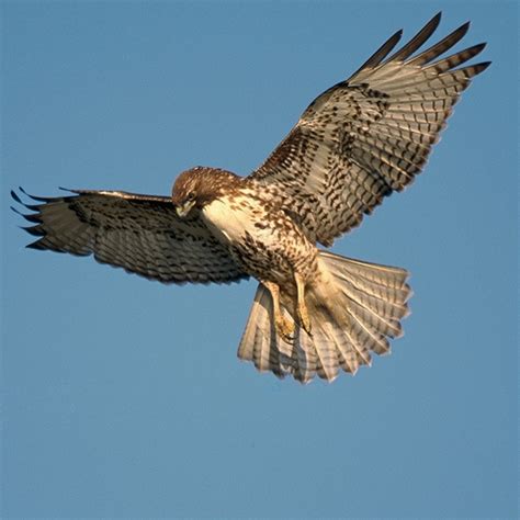 Red Shouldered Hawk Vs Red Tailed Hawk