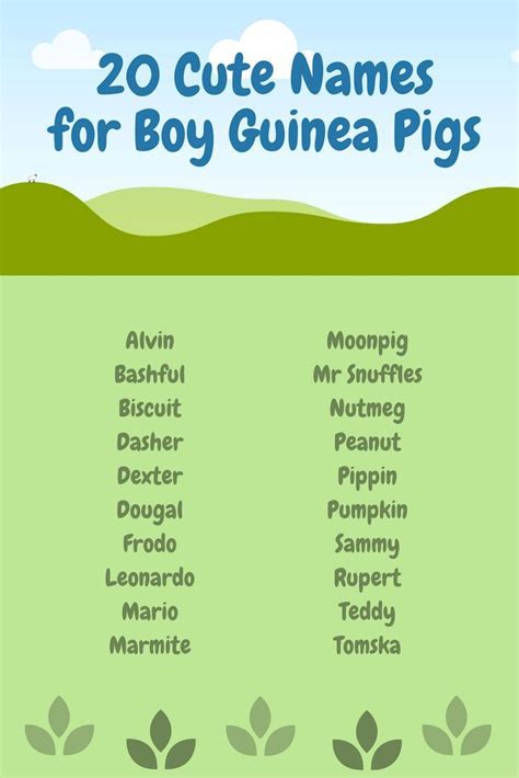 Pin on Guinea pigs