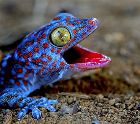 33 Pictures That Prove Reptiles Can Be Unbearably Cute