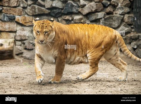 Portrait of liger, lion and tiger cub Stock Photo - Alamy