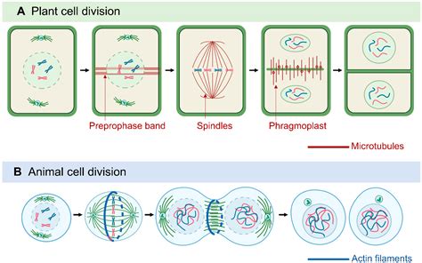 Plant And Animal Cell Mitosis Differences
