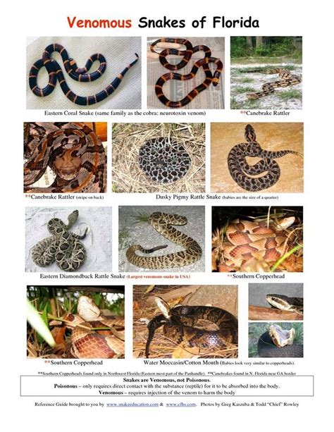 How Many Venomous Snakes Are In Florida