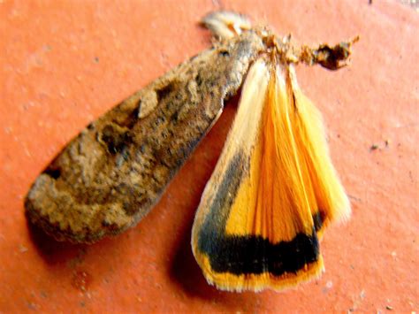 Peter Lovett's ramblings : Large Yellow Underwing Moth, Noctua pronuba provides food for bats