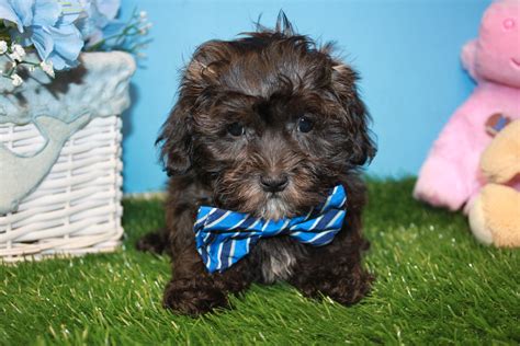 Malti Poo Puppies For Sale - Long Island Puppies