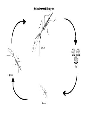 Fillable Online Stick Insect Life Cycle Fax Email Print - pdfFiller