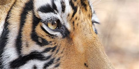 Bengal Tiger Eye Close Up • Indian Wildlife Photographs Prints