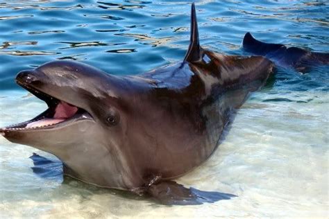 The worlds only wholphin, Kekaimalu. The wholphin is an extremely rare hybrid born from a mating ...