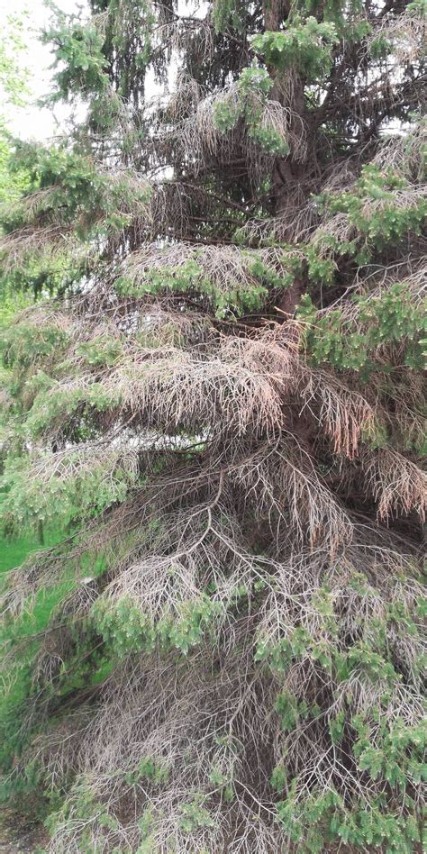 Is my ~30 year old pine tree dying? : r/marijuanaenthusiasts