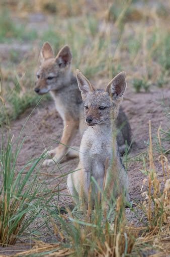 Blackbacked Jackal Pups Stock Photo - Download Image Now - Africa, Animal, Animal Wildlife - iStock