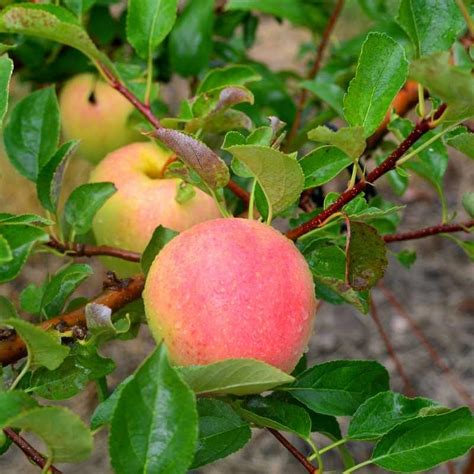 Cripps Pink Apple Tree Semi-Dwarf | Zones 5-9 – Winter Cove Farm