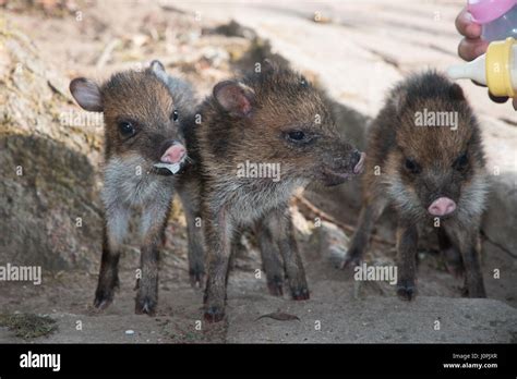 Baby Javelinas (Pecari tejacu Stock Photo - Alamy