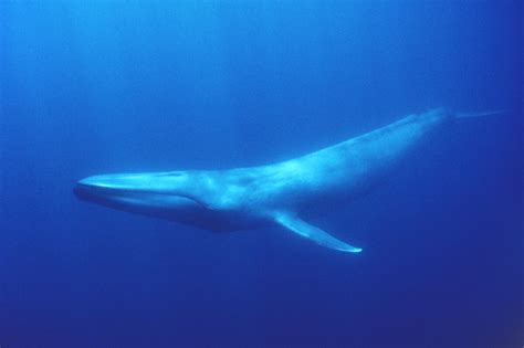 Blue whale — Australian Antarctic Program Blue Whale Facts, Big Blue Whale, Minke Whale ...