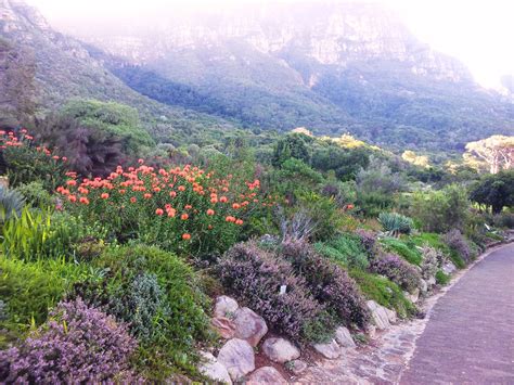 File:Kirstenbosch botanical garden - fynbos - cape town.jpg