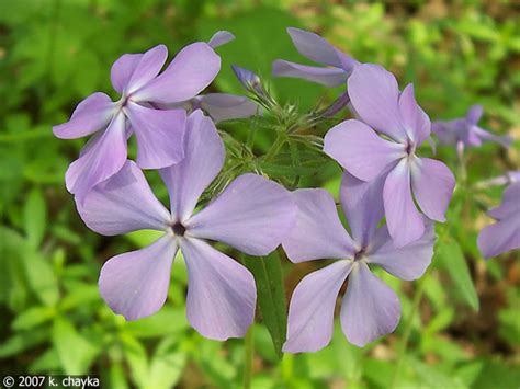 Phlox divaricata (Wild Blue Phlox): Minnesota Wildflowers