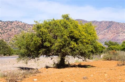 Argan oil tree Stock Photos, Royalty Free Argan oil tree Images ...