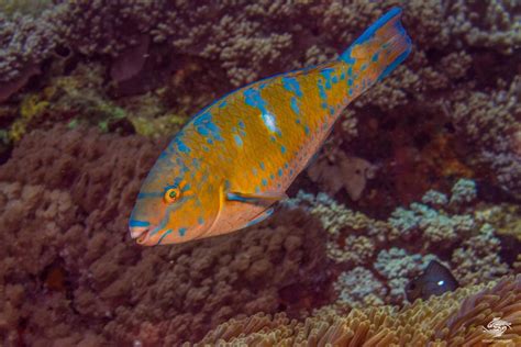 Blue Barred Parrotfish Facts and Photographs | Seaunseen