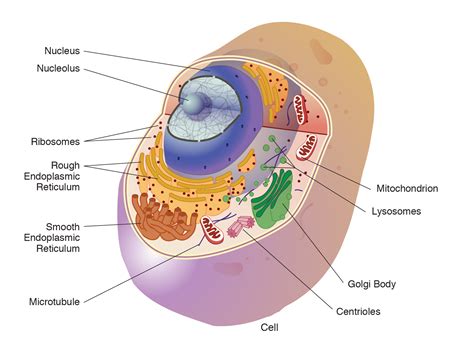 Organelle