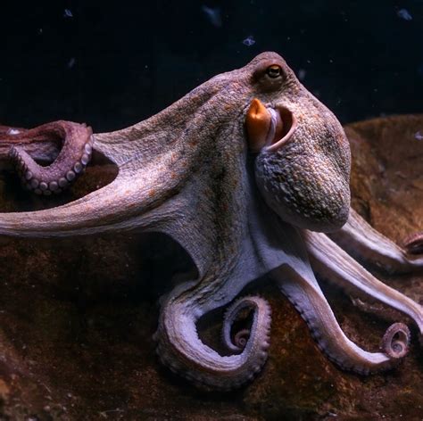 15 Incredible Octopus Photos and Facts | Common octopus, Octopus photos, Octopus