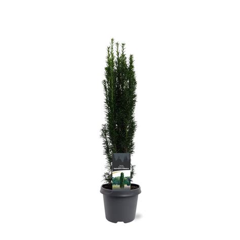 Taxus baccata 'Fastigiata Robusta' — Plant Wholesale FlorAccess