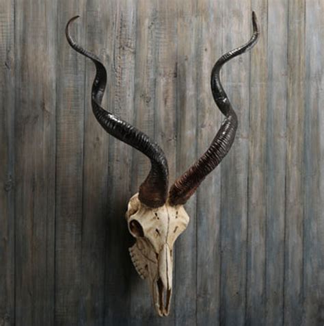 Kudu Skull Wall Sculpture | Unicorn Studios