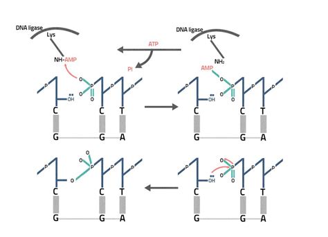 DNA ligation - Labster