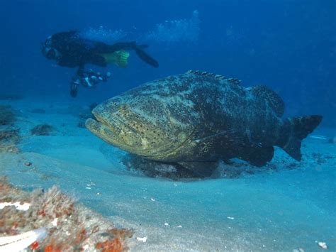 Goliath Grouper May Lose Protection in Florida, USA