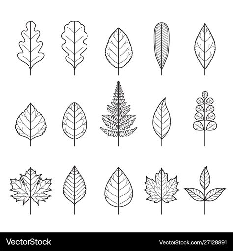 Set outline leaves with different shapes Vector Image