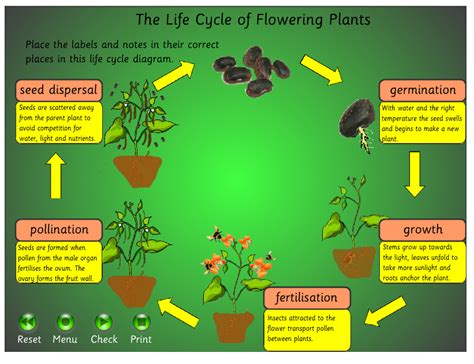 All About Plants