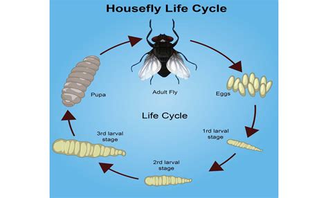 Life Cycle Of A Fly Diagram